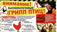 Осторожно! Птичий грипп!