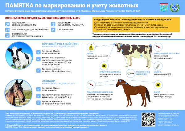С 1 марта 2024 года стали обязательными учет и маркирование сельскохозяйственных животных в нашем регионе.