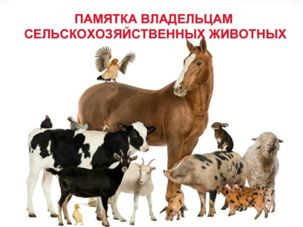 ПАМЯТКА ВЛАДЕЛЬЦУ ЖИВОТНЫХ