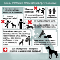 Основы безопасного проведения при встрече с собаками!