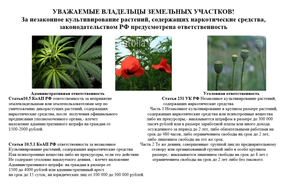 Незаконное культивирование наркосодержащих растений - наказуемое деяние!