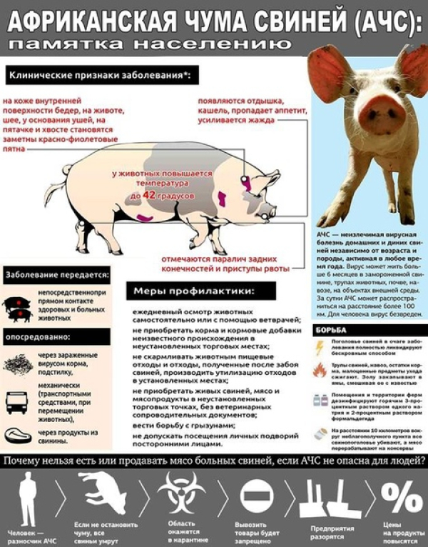 Африканская чума свиней (АЧС)