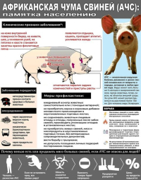 Африканская чума свиней (АЧС)